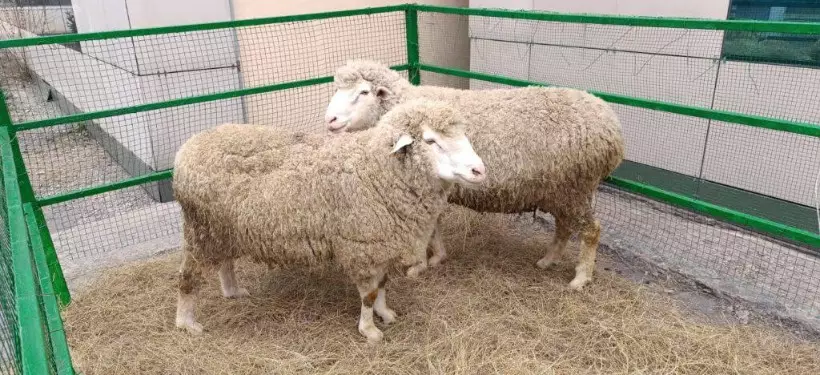 Селекционный центр овцеводства открыли в области Абай