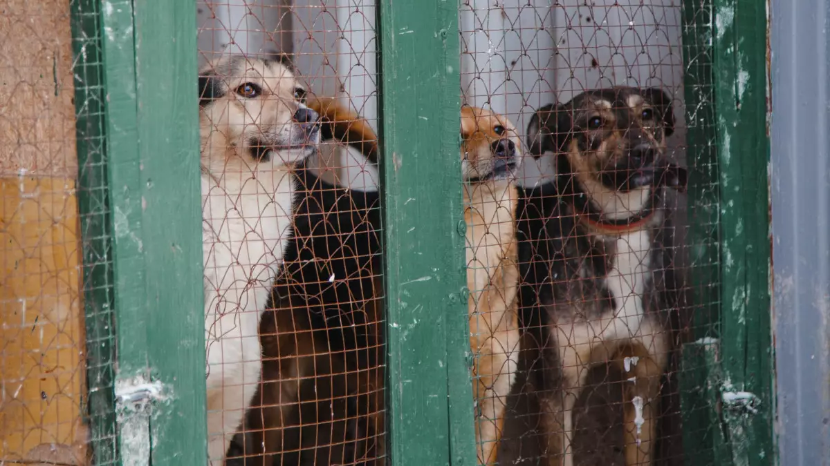 «Это демотивация»: в Казахстане обсуждают инициативу о введении налога на содержание собак