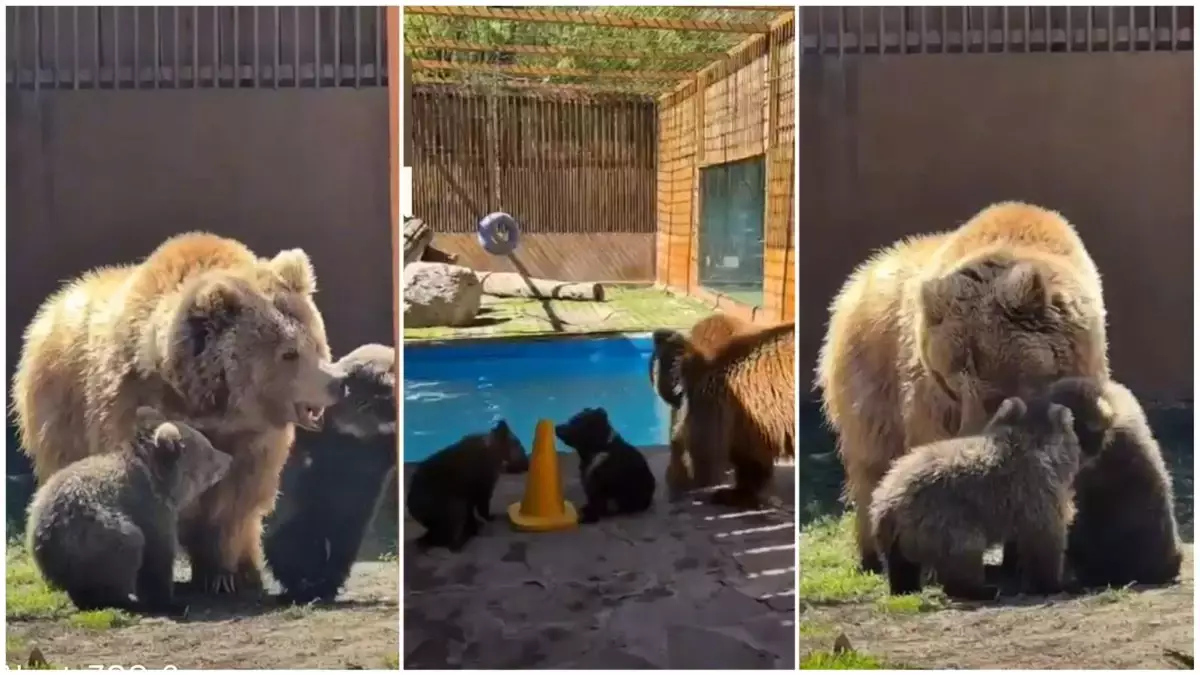 Алматы зоопаркінде Қызыл кітапқа енген аюдың қонжықтарына ат қою ұсынылды