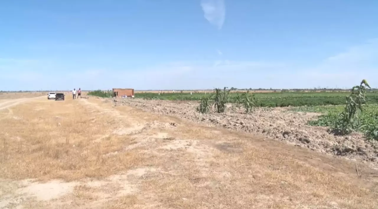 Атырау облысында 114 мың гектар шегірткеге қарсы дәріленеді