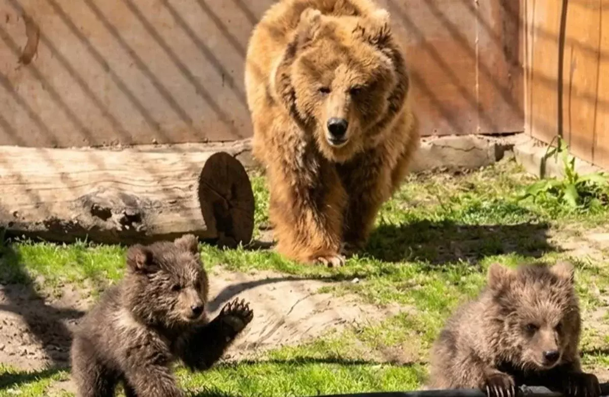 Алматы зообағында Қызыл кітапқа енген қонжықтар дүниеге келді