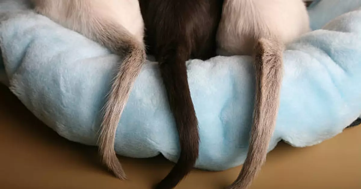  Адамда неге құйыршық жоқ? – зерттеу 