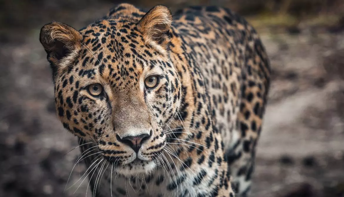 В Казахстане редкая встреча с исчезающим видом леопарда.