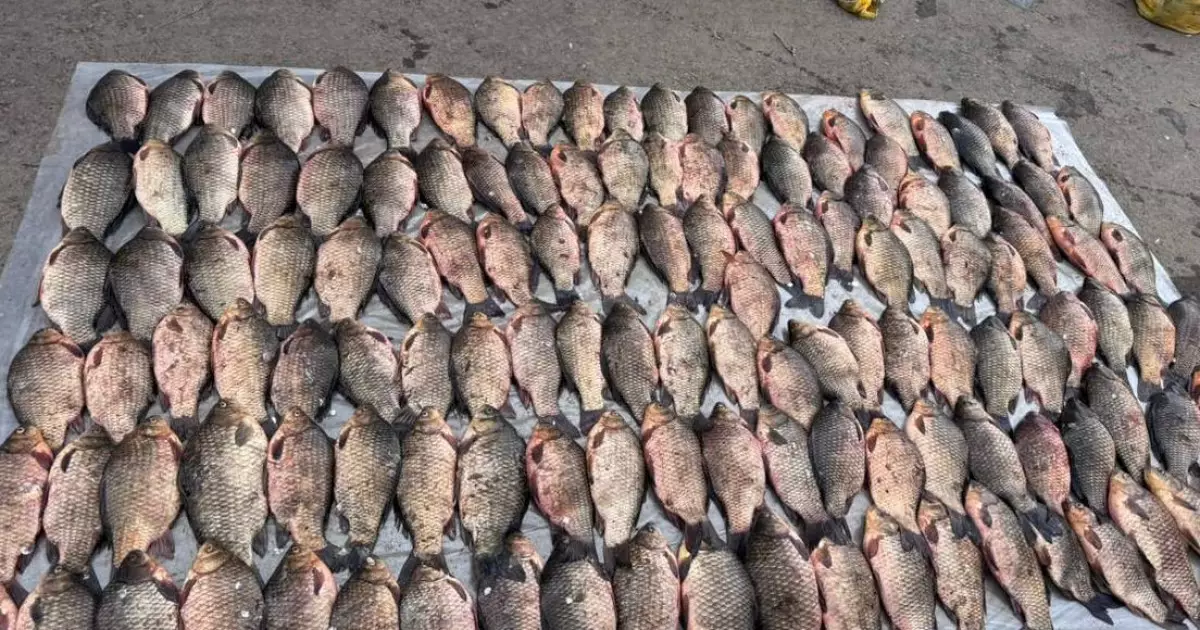   Оралда заңсыз 274 келі балық тасымалдаған жүргізуші ұсталды   