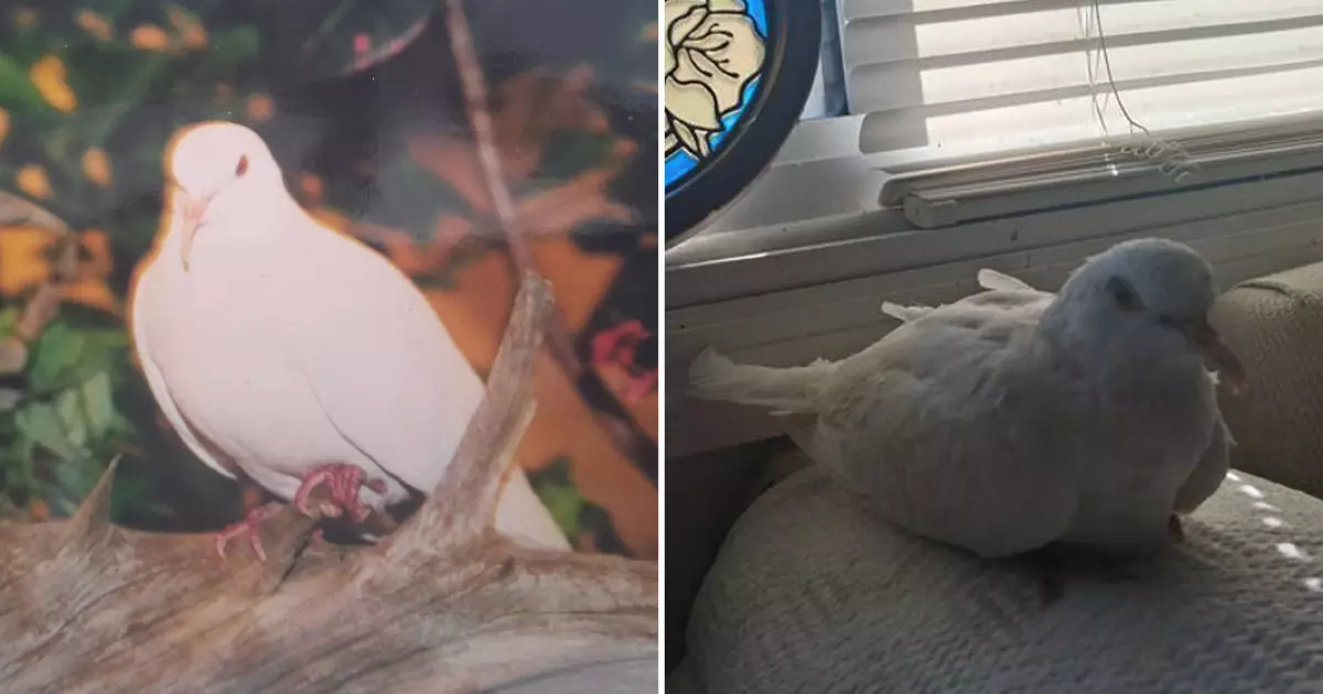  Ең ұзақ жасаған көгершін Гиннестің рекордтар кітабына енді 