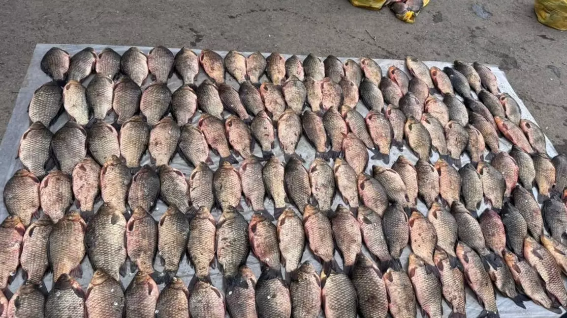 Оралда 274 келі заңсыз балық тәркіленді