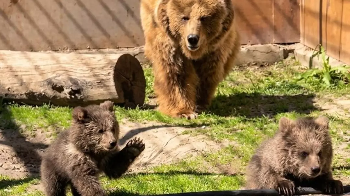 Алматы зообағында Қызыл кітаптағы аюлар дүниеге келді