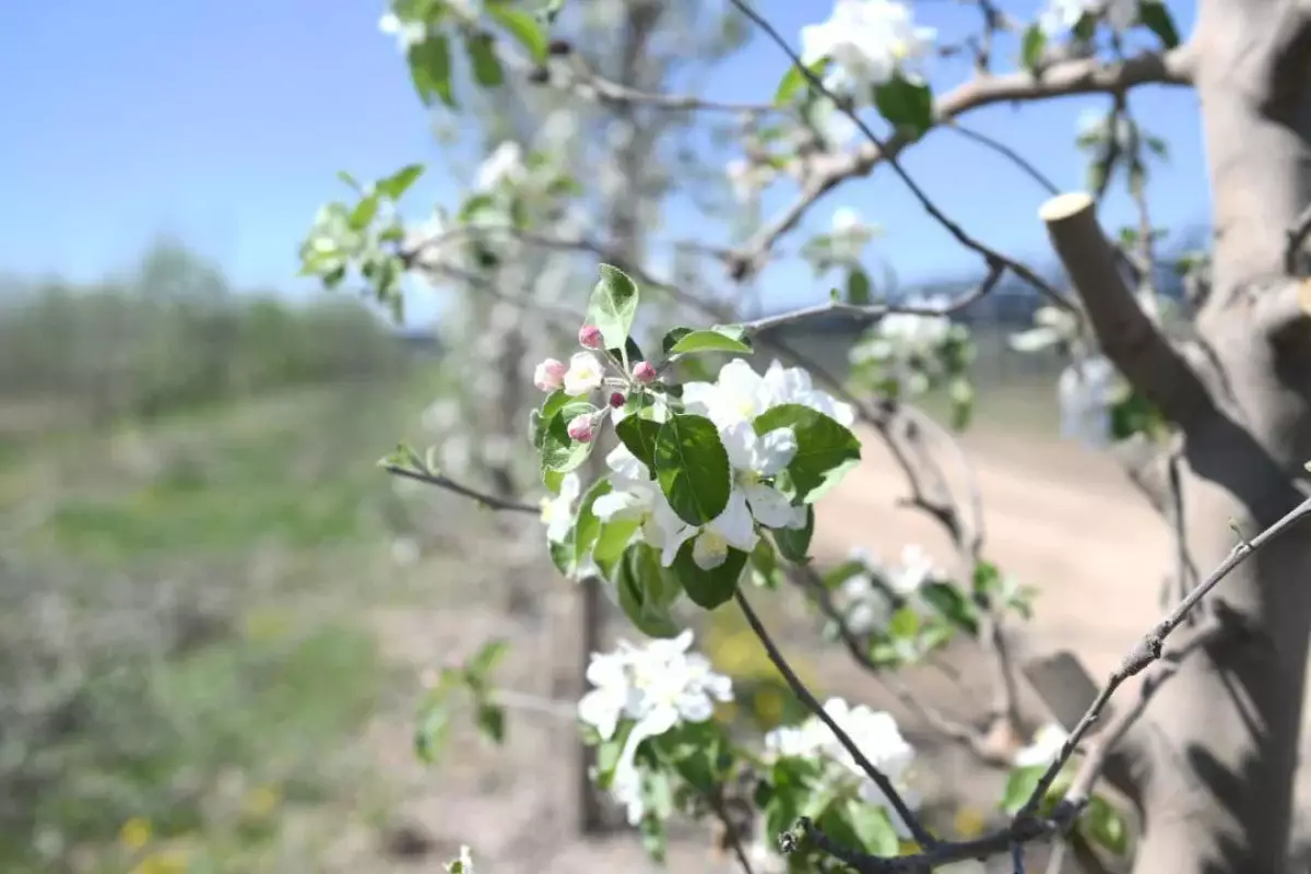Алматы облысында алма бақтар гүлдеді