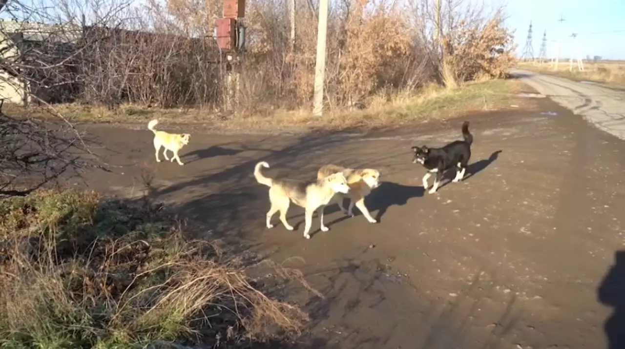 Бұралқы иттер – бруцеллез ошағы