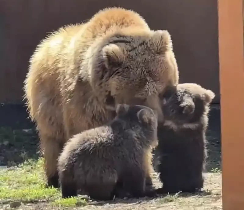 Краснокнижные медвежата родились в зоопарке Алматы