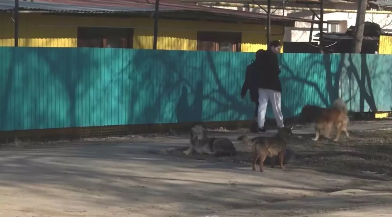 Аружан Саин: Баланы ит таласа, ата-анасы жауапты