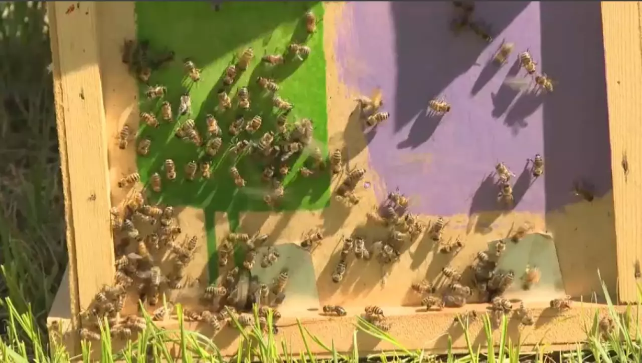 Жамбыл облысында омарташылар субсидия ала алмай жүр