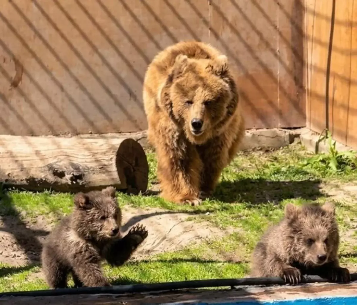В алматинском зоопарке родились детеныши тяньшанских бурых медведей