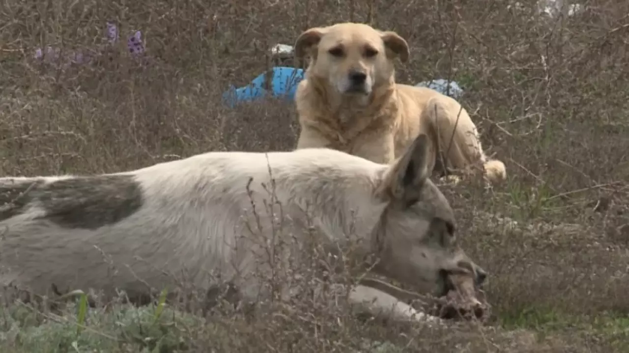 Бродячие собаки стали чаще кусать жителей Костанайской области