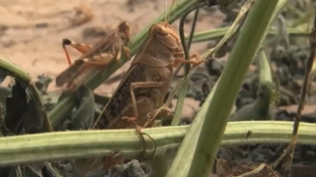 ₸250 млн выделят на борьбу с саранчой в Атырауской области