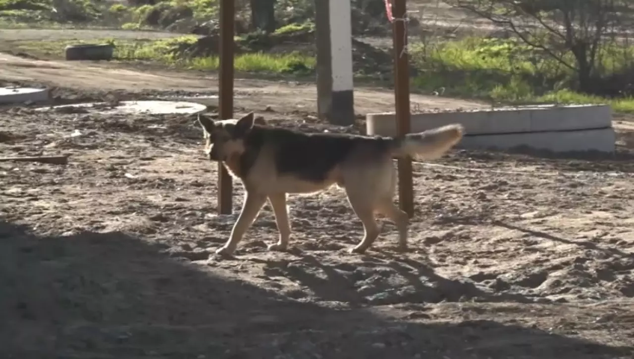 Зоозащитники выступили против законопроекта об эвтаназии собак