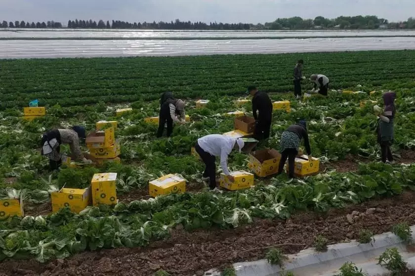 Овощеводы Казахстана получили первый урожай капусты.