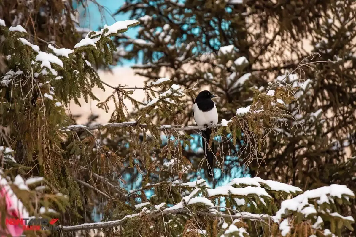 «Бесқонақ» вернулся: на севере Казахстана ожидаются снег и заморозки