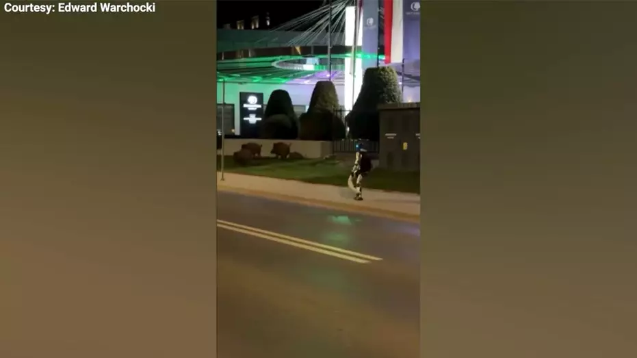 Вирусное видео демонстрирует, как гуманоидный робот прогоняет диких кабанов с улицы в странной встрече.