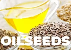 Запасы подсолнечника в Казахстане вдвое превышают прошлогодние показатели