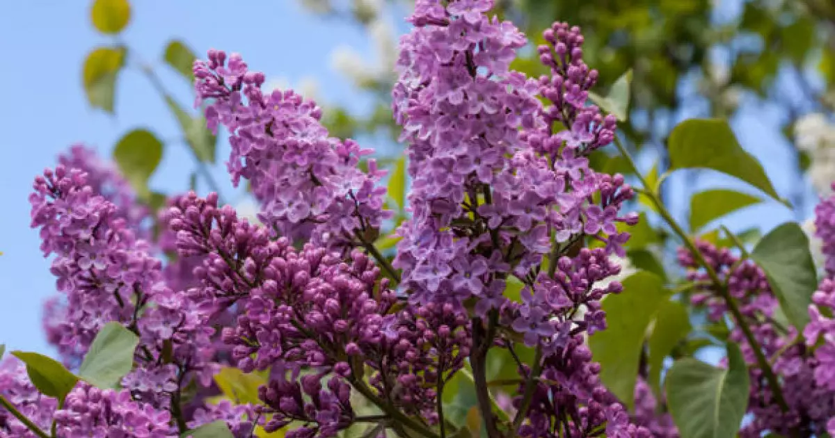  Қазақстанда сиреньді рұқсатсыз жұлғандарға айыппұл салынады 