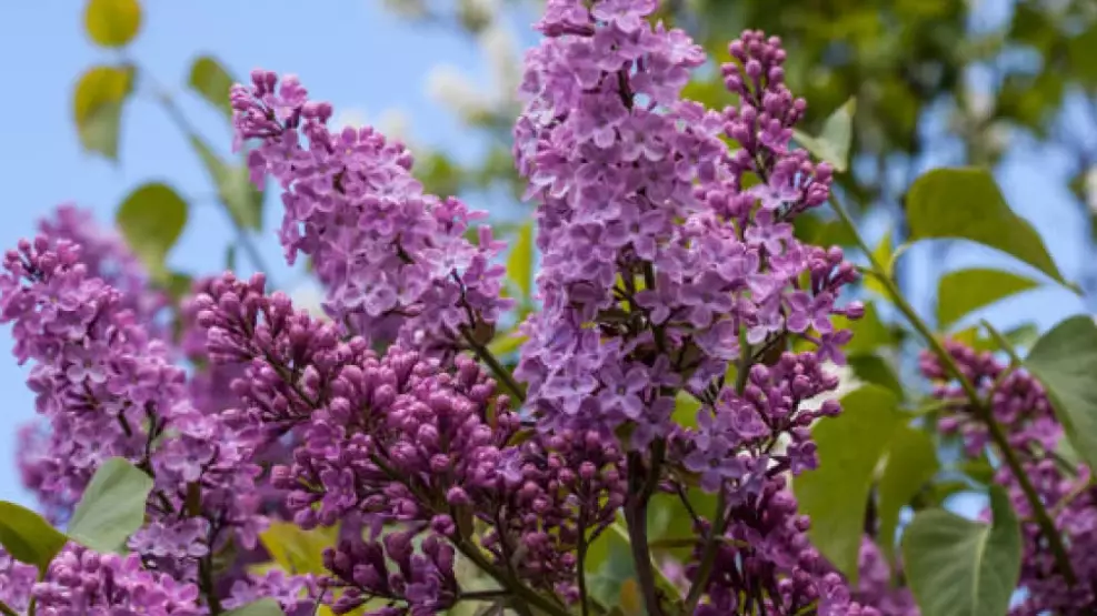 Сиреньнің де сұрауы бар: рұқсатсыз жұлғандарға айыппұл салынады