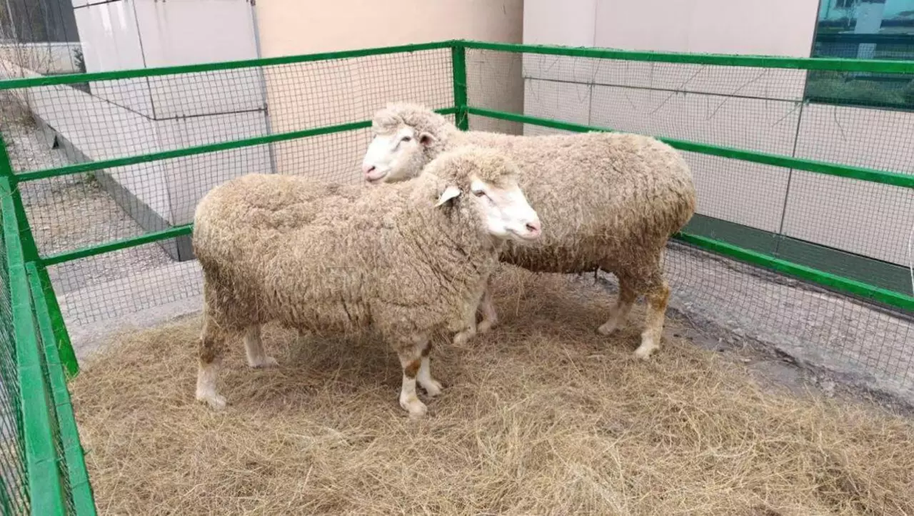 Селекционный центр овцеводства открыли в области Абай