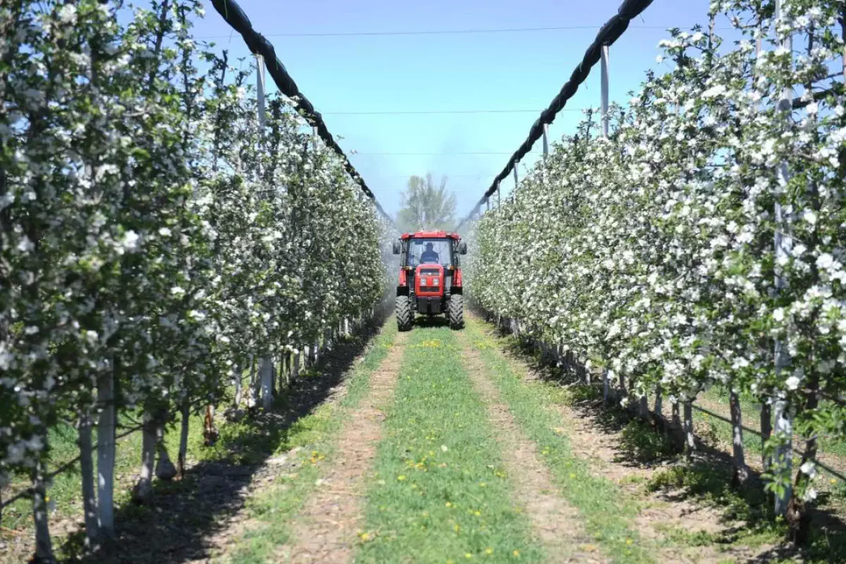 Алматы облысында алма бақтар гүлдеді