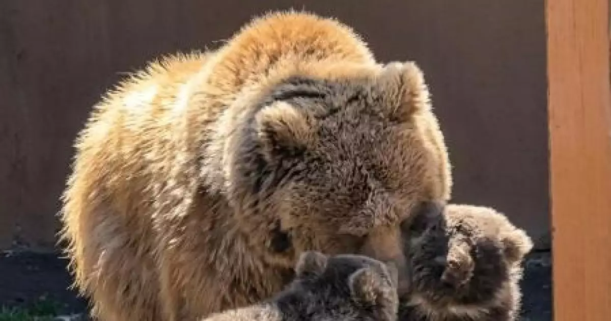   Алматы зообағында «Қызыл кітапқа» енген қонжықтар дүниеге келді   