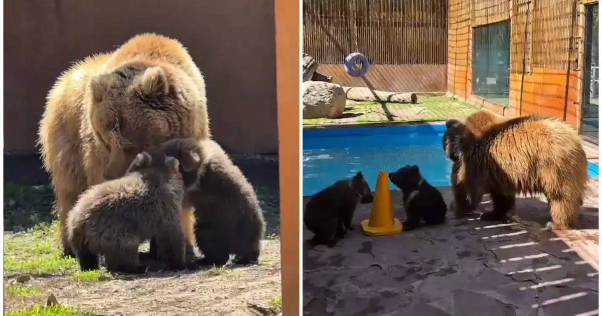  Алматыдағы зообақта «Қызыл кітапқа» енген қонжықтар дүниеге келді 