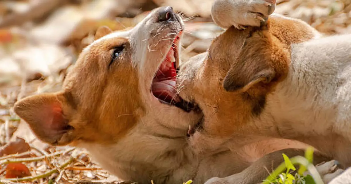   Елдегі қаңғыбас ит-мысықтың өсімін бақылауда ұстауымыз тиіс – Анна Хамчукова   