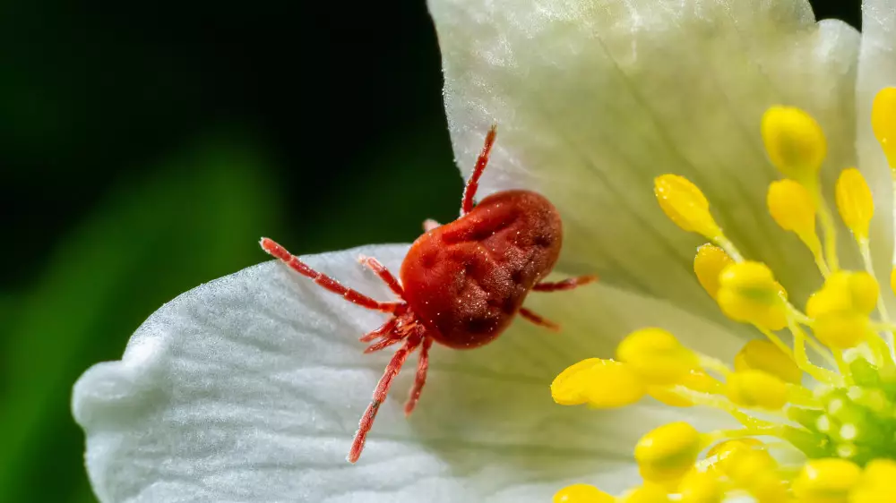 Алматыда кене көбейгені рас па: мамандар пікір білдірді