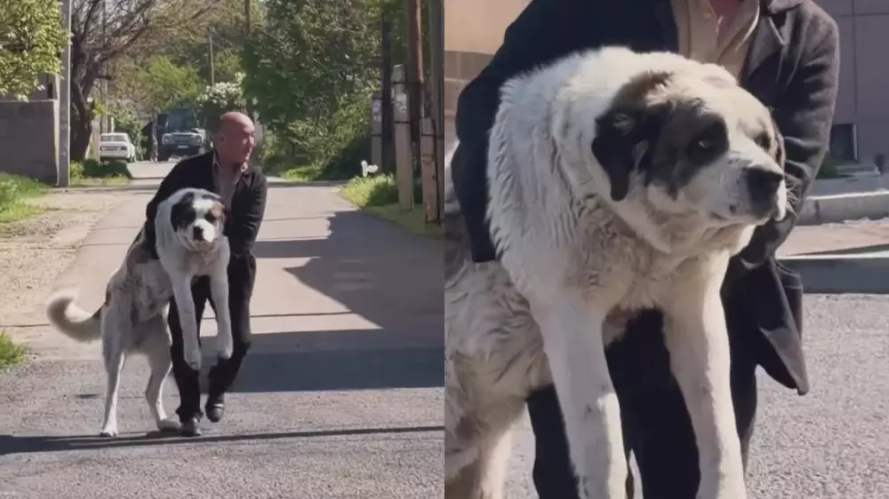 “Маленький щенок“. Алабай весом с человека привлек внимание казахстанцев