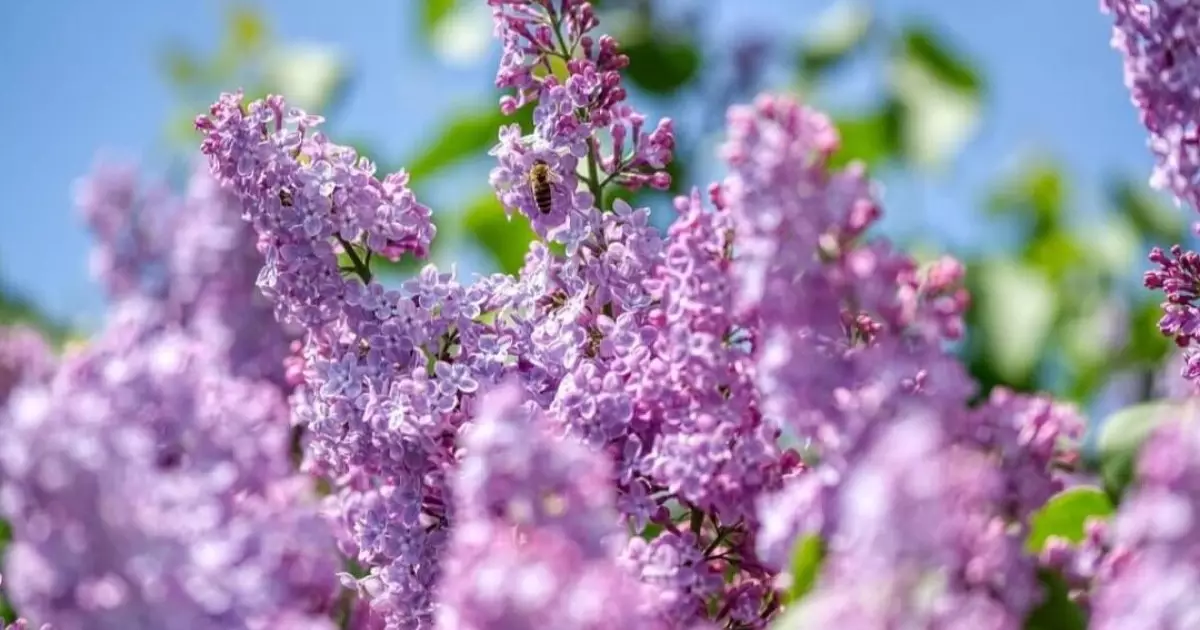  Енді cирень бұтағын жұлғандар 216 мың теңге айыппұл төлейді 