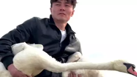 Қос аққуды құтқарған азамат оларды Ғашықтар күні қарсаңында еркіне жіберді