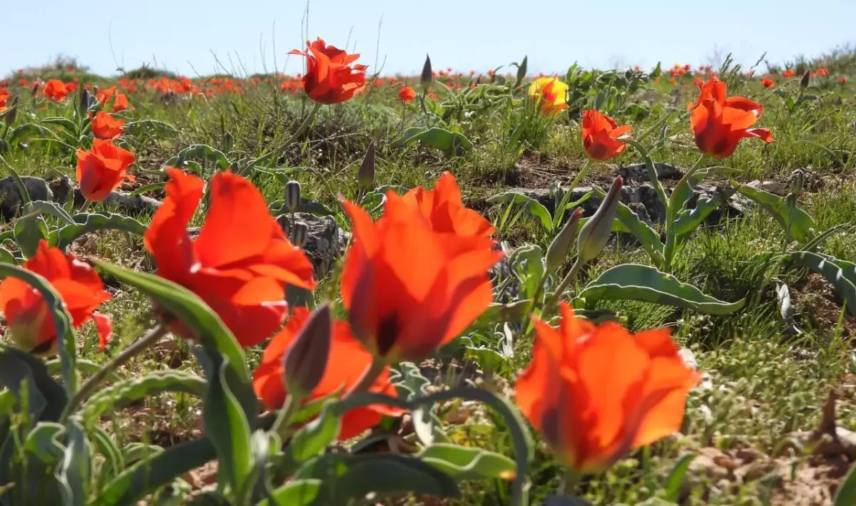 Қызғалдақты қорғау: Түркістанда экологиялық акция өтті