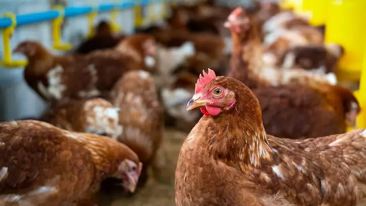 Отходы в деньги: как в Казахстане делают энергию из помета