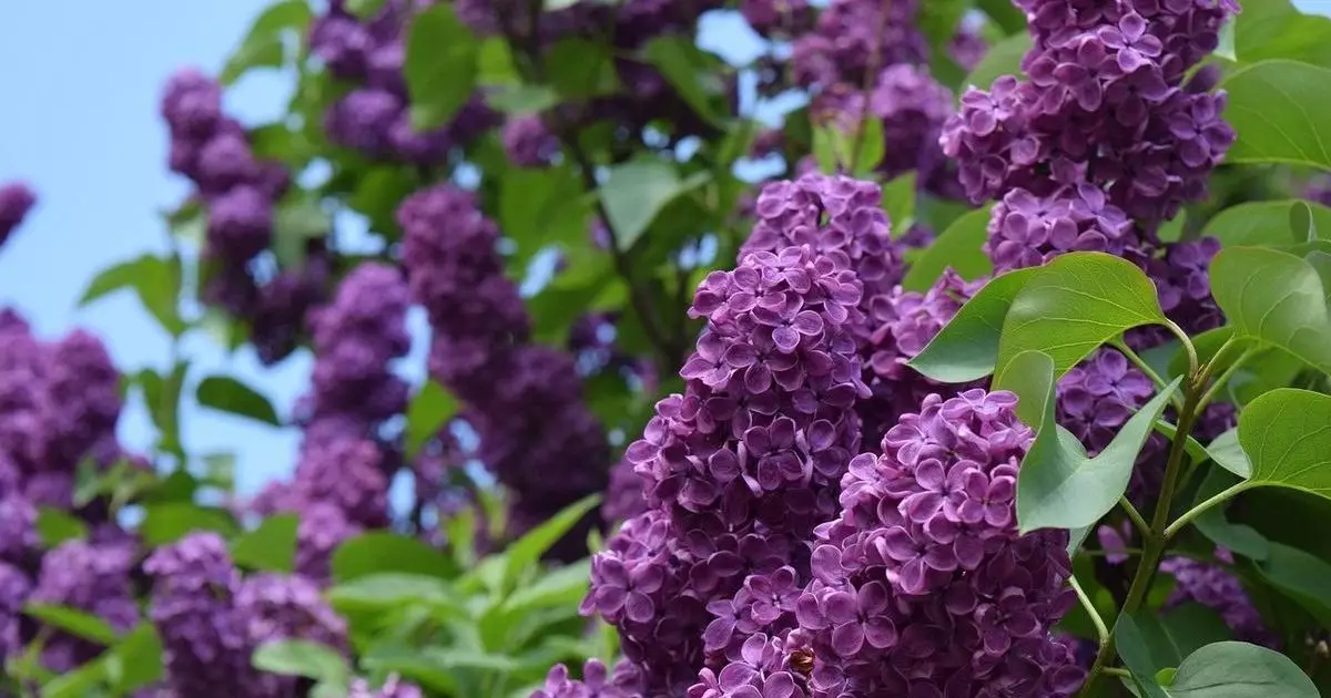 До 44 градусов жары ожидается в Казахстане в мае.