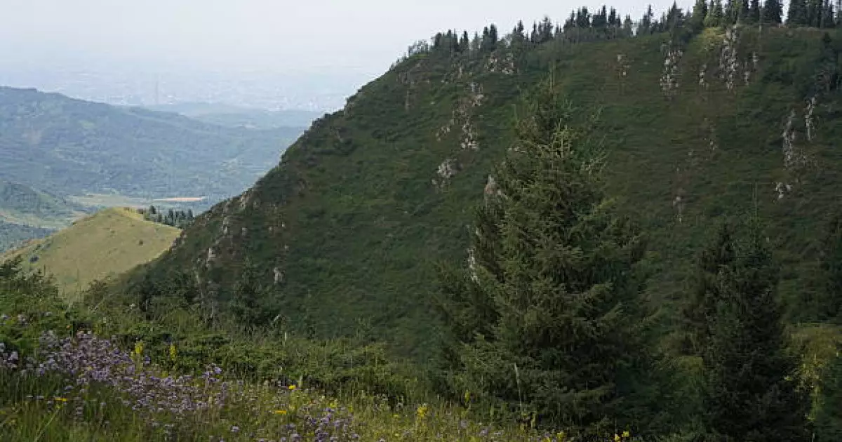  Іле Алатауының бөктеріндегі жер телімі мемлекетке қайтарылды 