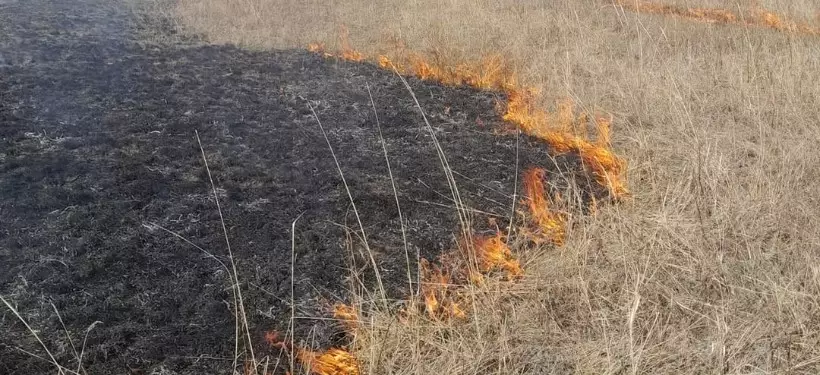 Зачем работники "Семей орманы" поджигают сухую траву, объяснили в резервате