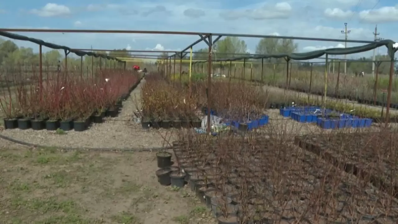 Пришкольные территории озеленяют в Актюбинской области