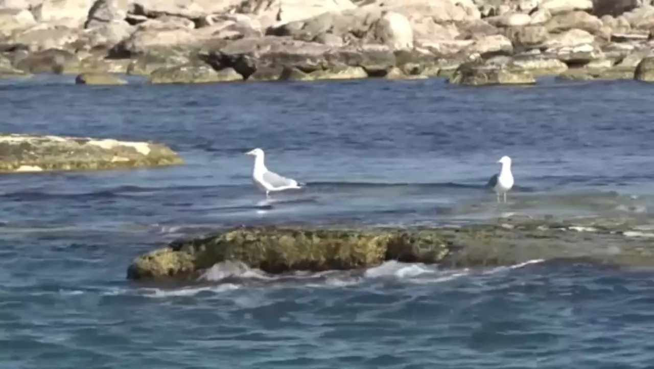 Всемирный банк профинансирует спасение Каспия