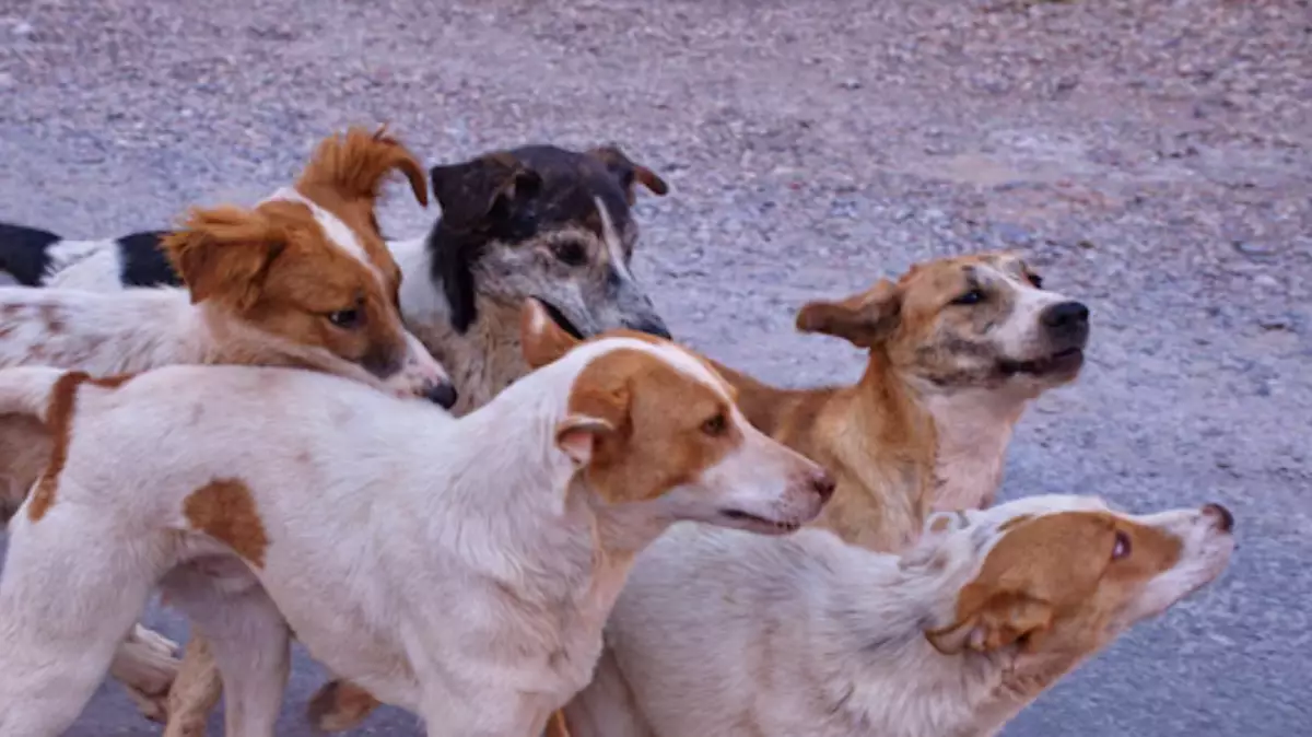 Депутаты усомнились в расходовании 14,9 млрд тенге на бездомных животных