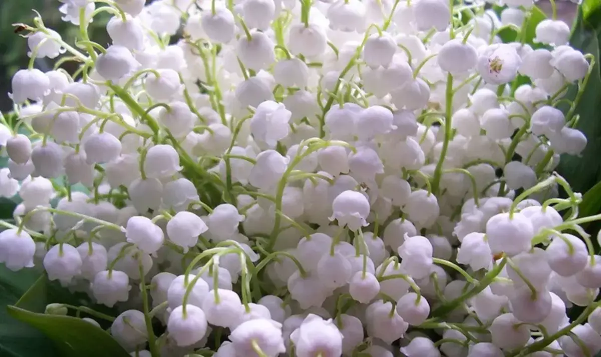 Майский зной или климатическая аномалия: синоптики предупредили Казахстан о «пекле» +44 градуса - новости на Lada.kz 15.04.2026