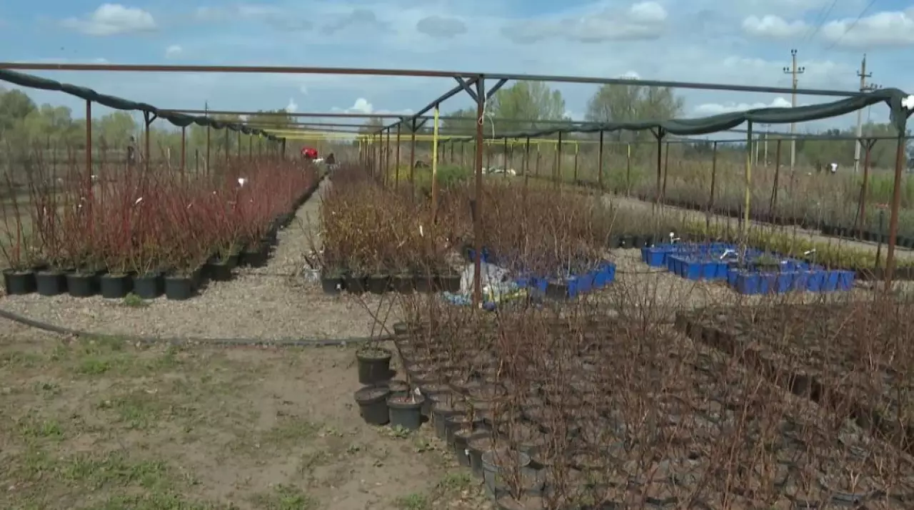 Ақтөбеде мектеп аулаларына ағаш егіледі