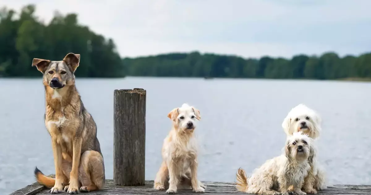  Қарағандыда бір үйде 40-қа жуық қаңғыған ит асыраған тұрғын көршілерінің мазасын қашырды 