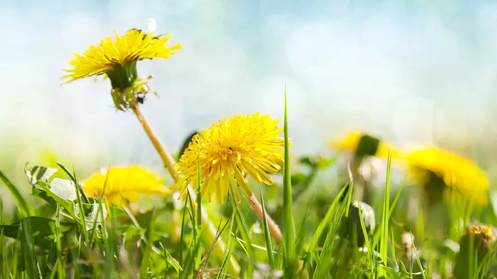 Жара до +44 и заморозки - каким будет май-2026 в Казахстане