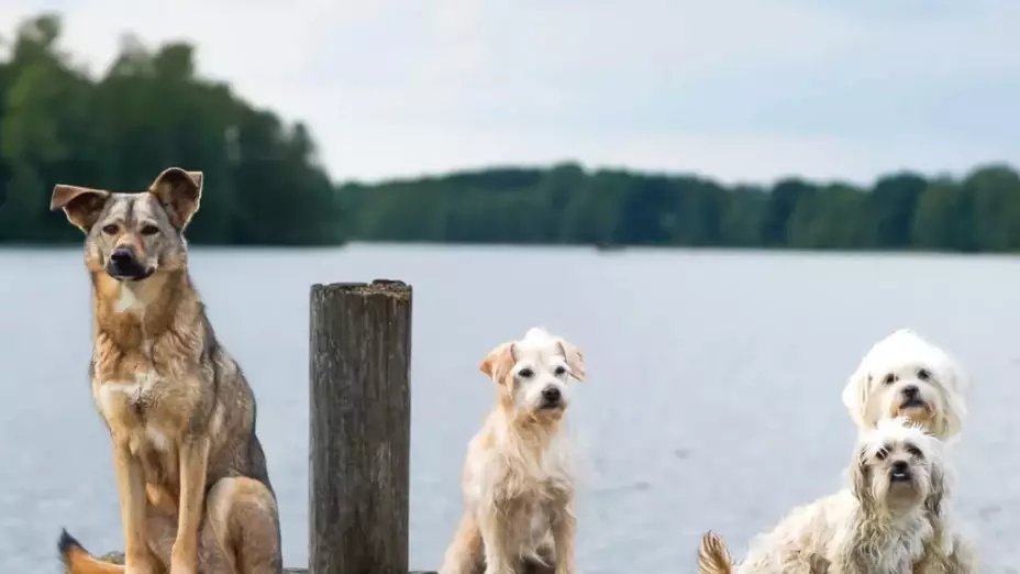 Қарағандыда бір үйде 40-қа жуық қаңғыған ит асыраған тұрғын жұрттың мазасын алды