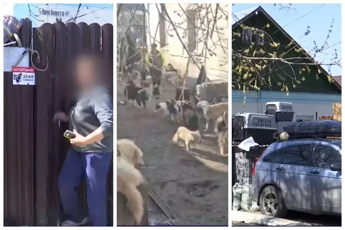 Қарағанды ​​тұрғыны өз ауласын иттерге арналған баспана етіп алған: Көршілер шу мен жағымсыз иіске наразы