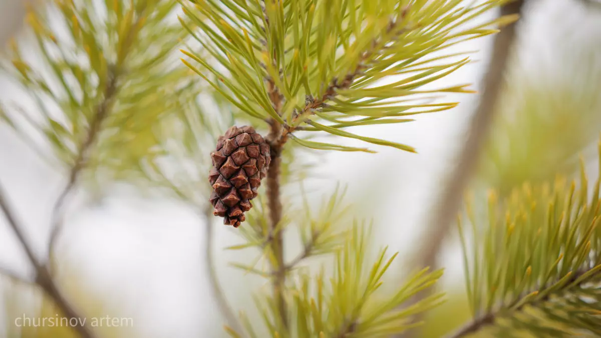 +44 градус ыстық пен үскірік аяз: Синоптиктер мамыр айындағы ауа райын болжады